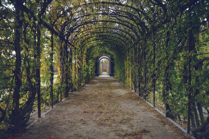 Garden tunnel with archway and fallen leaves