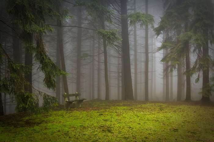 Misty forest with a wooden bench and mossy ground