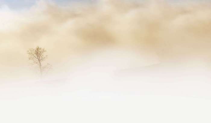 Tree in a sandstorm