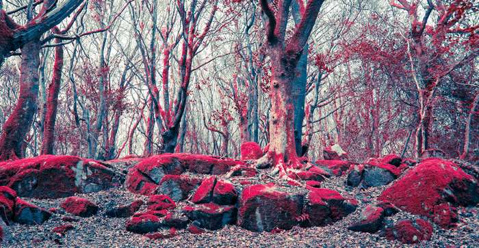 Crimson moss on rocks and trees in a forest