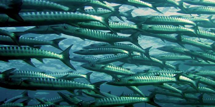 School of barracuda fish swimming underwater