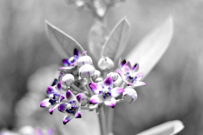 Purple and white flowers in black and white 4K