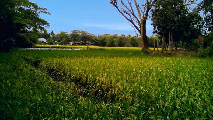Rice paddy field with trees and houses in the background