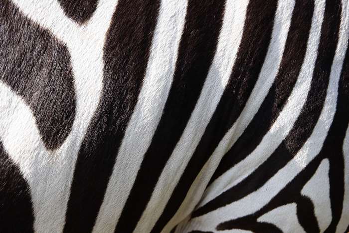 Close-up of zebra stripes