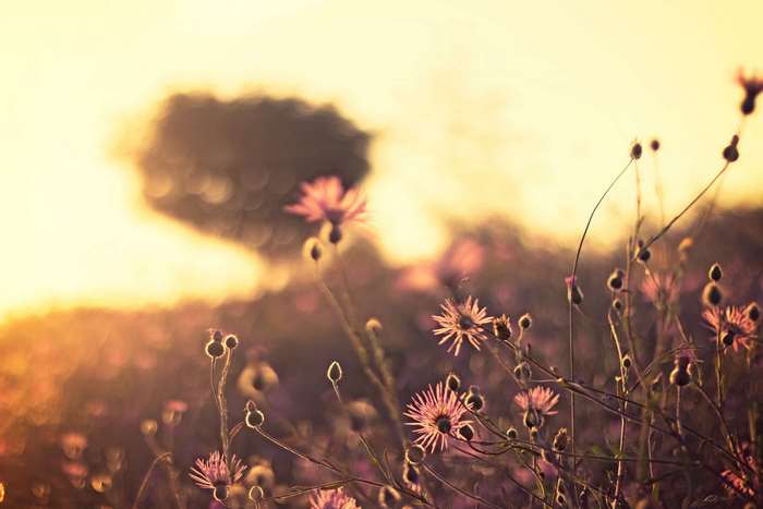 Field of flowers at sunset