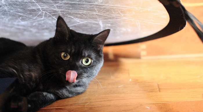 Black cat with tongue sticking out on wooden floor