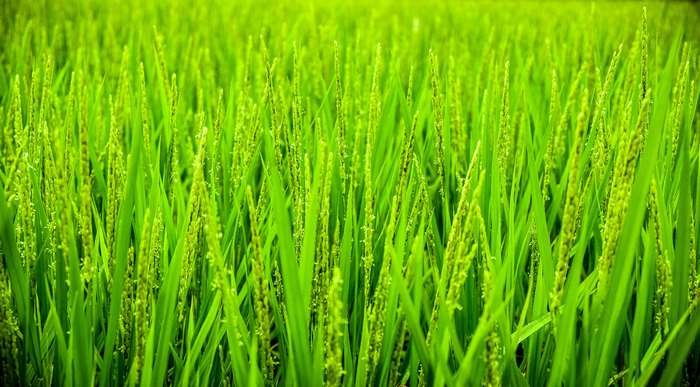Green unripe rice field 4K