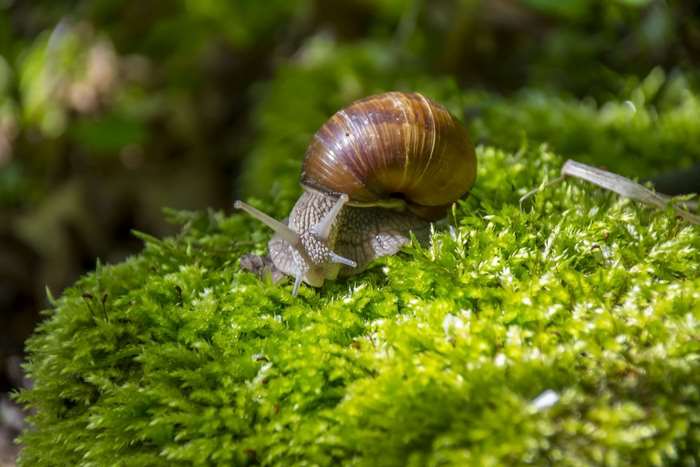 Snail on moss 4K