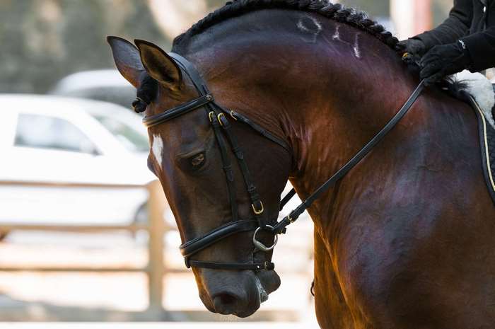 Elegant Dressage Horse in France Competition 4K