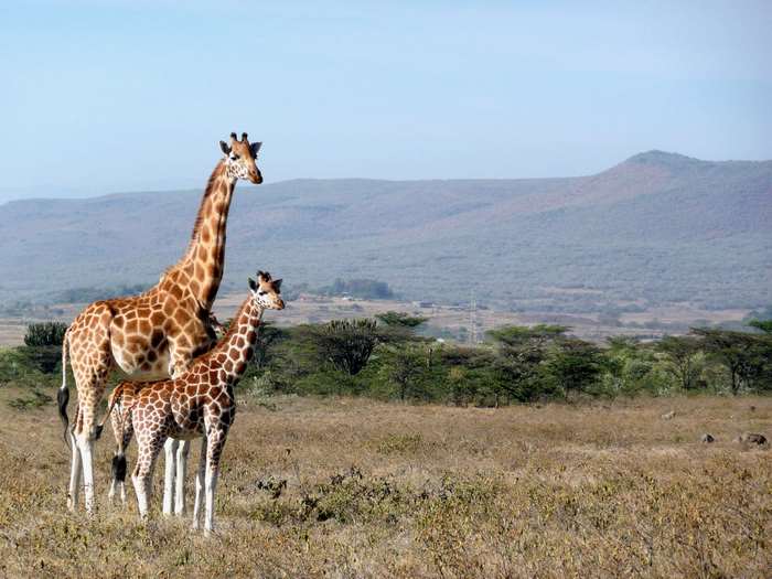 Two giraffes in a savanna landscape with mountains in the background