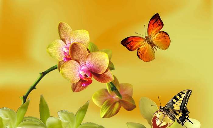 Butterflies and orchids on a yellow background