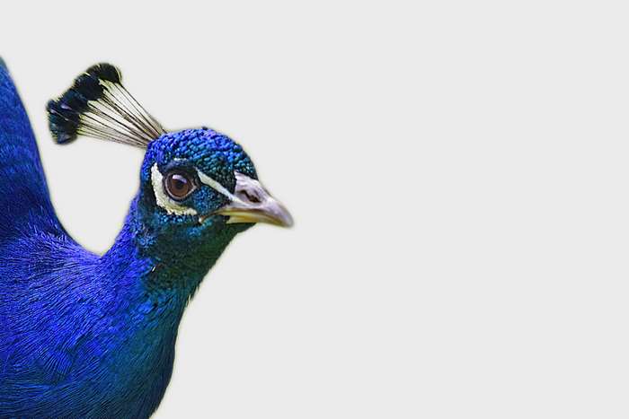 Peacock with blue feathers on white background 4K