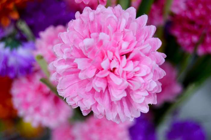 Close-up of a pink artificial chrysanthemum flower