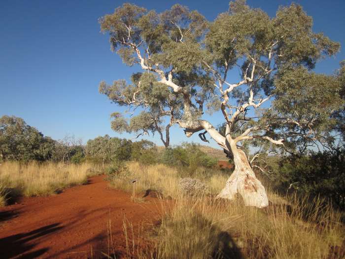 Gum tree on a dirt track in the outback