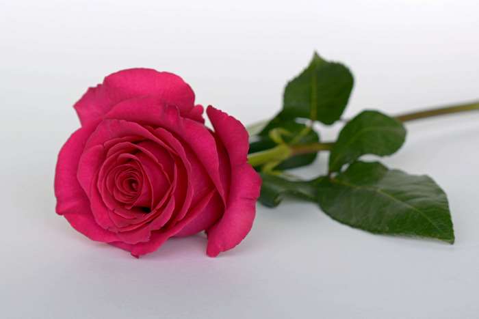 A single pink rose with green leaves on a white background