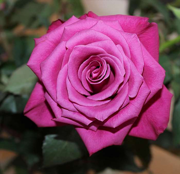 Pink Rose