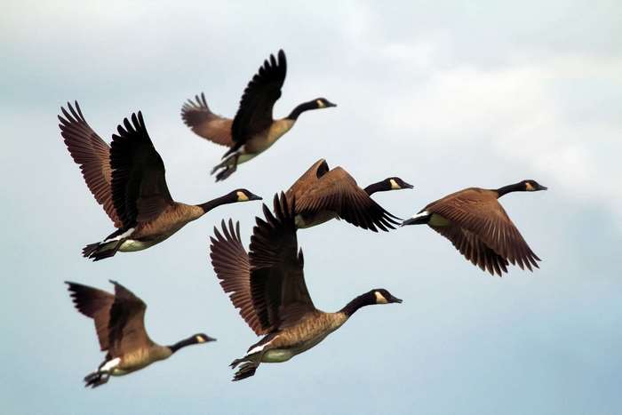 A flock of Canada geese flying in formation against a cloudy sky