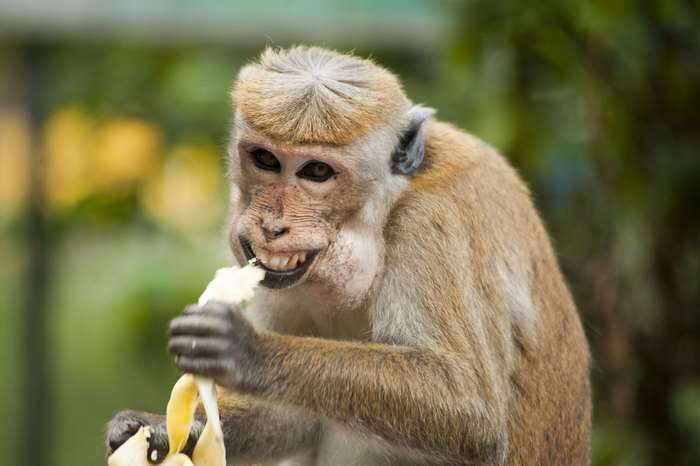 Monkey eating a banana in the wild