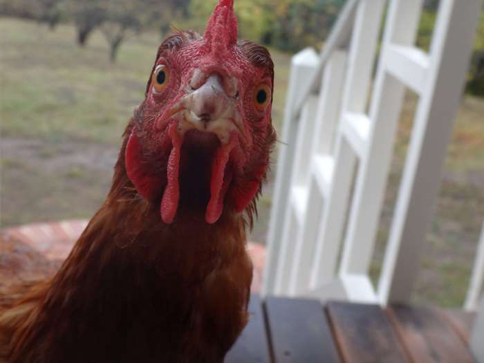 Chicken looking at the camera