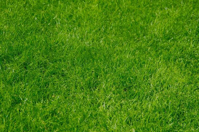 Green Grass Lawn 4K