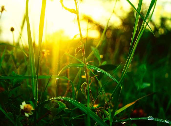 Sunlight shining through wet grass and a small flower