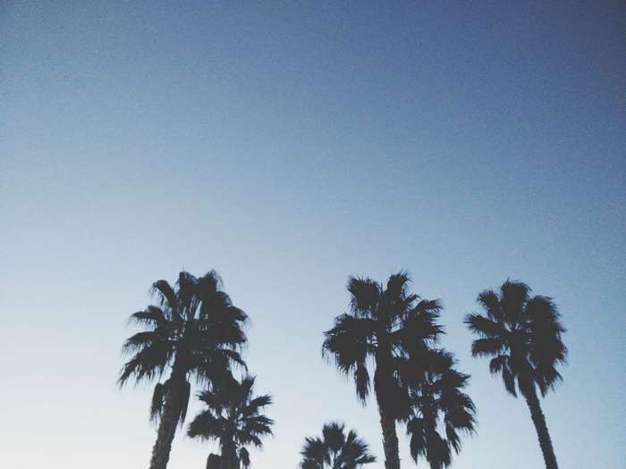Palm trees against a clear blue sky