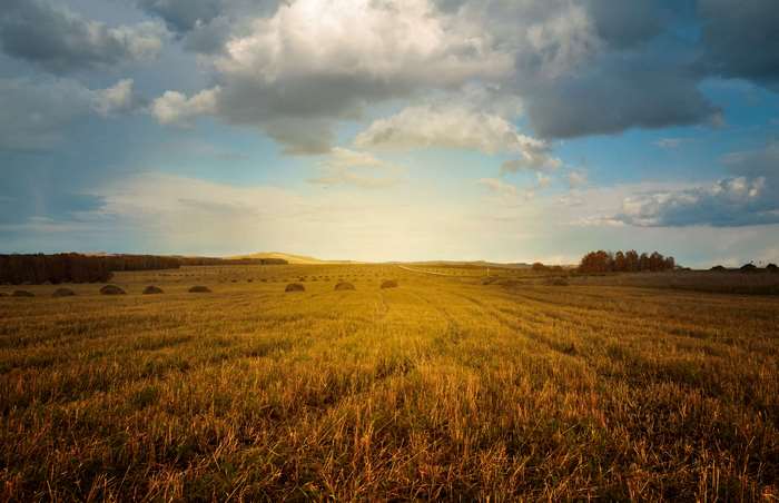 Hay bales in a field at sunset