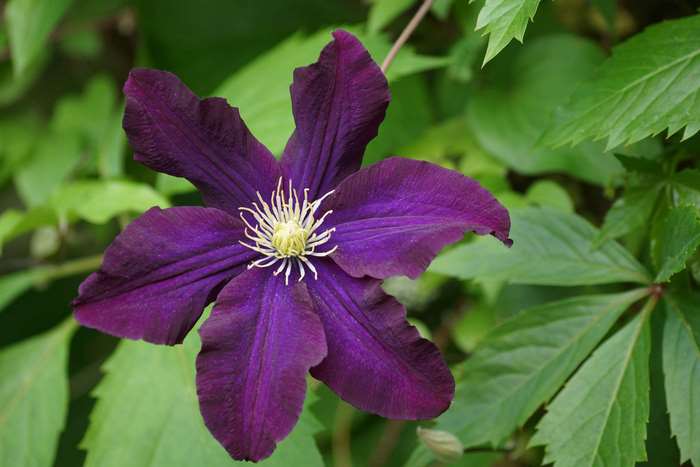 Purple Clematis Flower in Garden