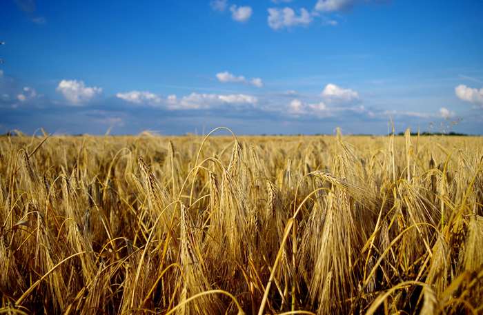 Wheat field under a blue sky with clouds