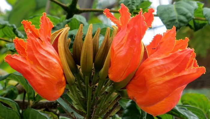 Orange African Tulip Tree Flowers and Buds