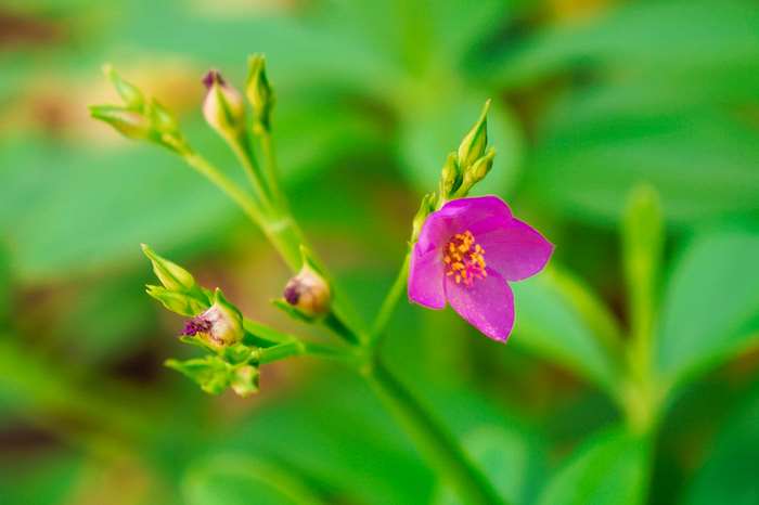 Pink flower with buds in nature photography 4K