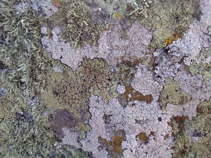 Close-up of lichen and moss on a rock