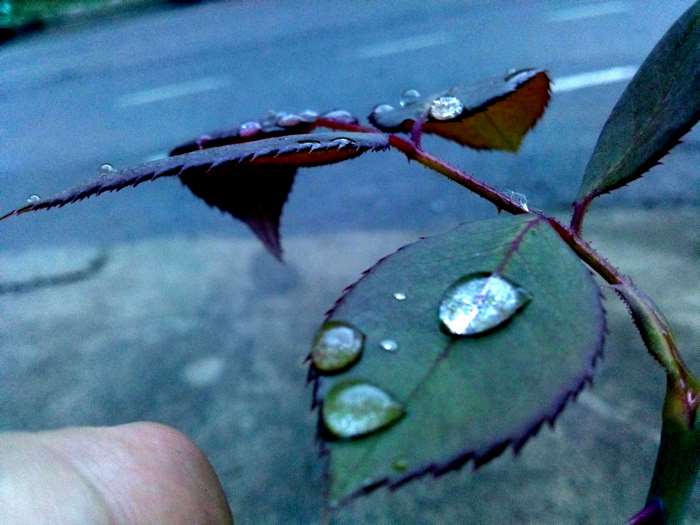Rose leaves with water drops