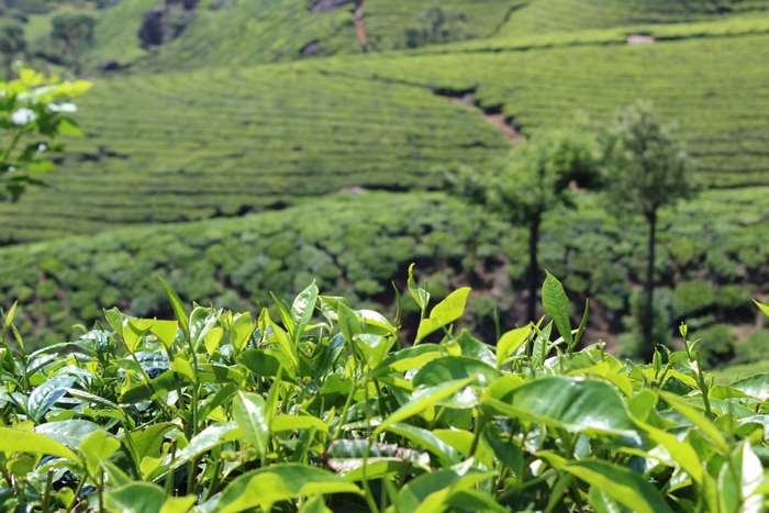 Tea leaves in a garden with rolling hills