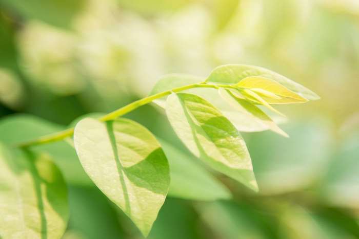 Young star gooseberry leaves in sunlight