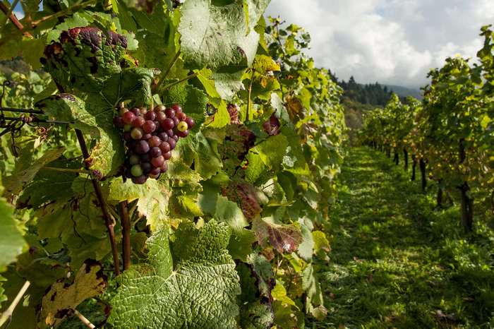 Vineyard with ripe red grapes on the vine