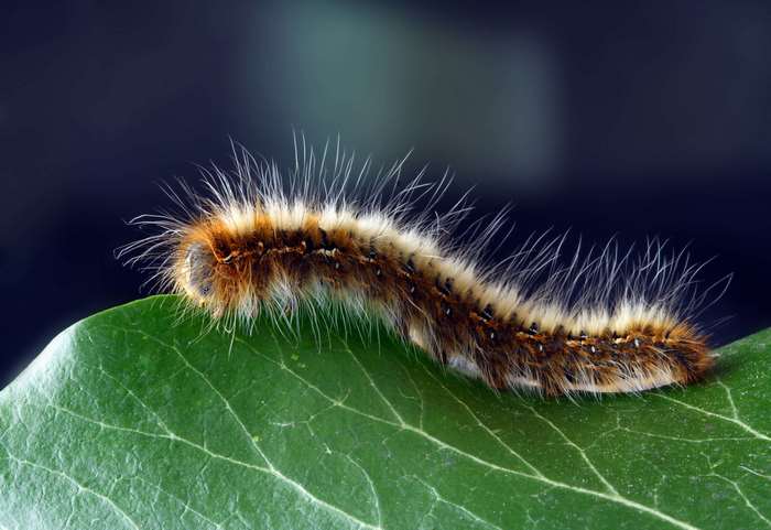 Hairy caterpillar on a green leaf, macro shot