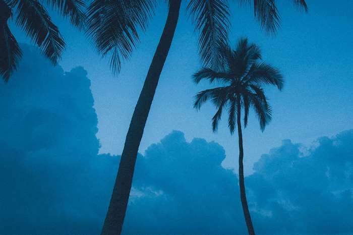 Palm trees against a blue sky with clouds
