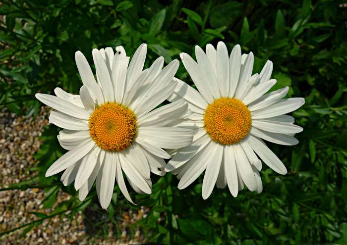 Two white daisies with yellow centers