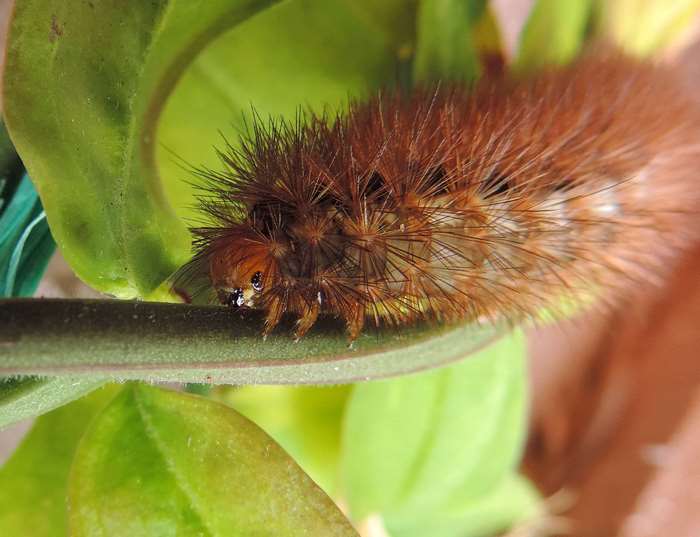 bugs, caterpillar, caterpillars, creatures, green, hairy, hairy ...