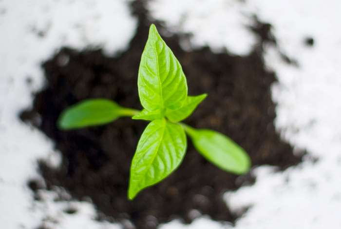 Close-up of a young pepper plant sprout in dark soil