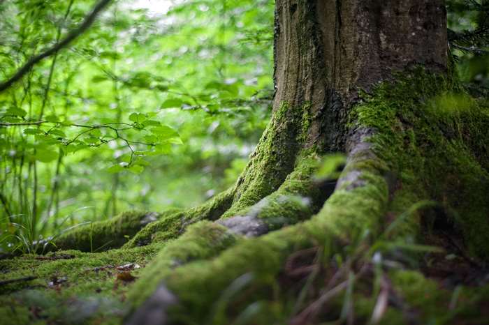 Mossy tree roots in a green forest