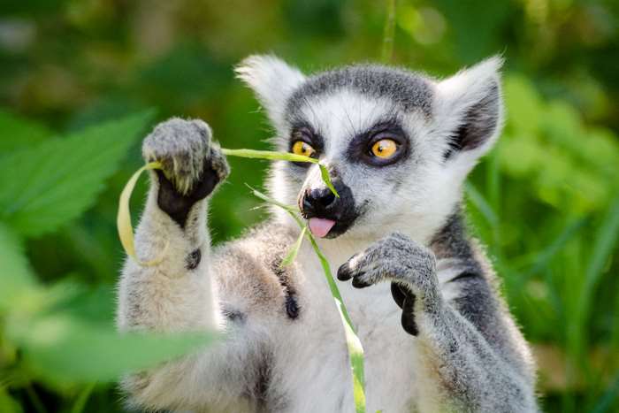 Ring-tailed lemur eating grass with tongue out