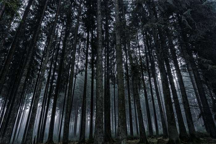 Tall pine trees in a foggy forest