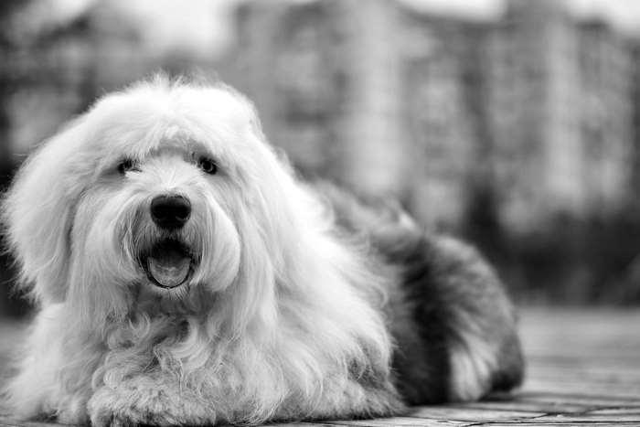 Black and white portrait of a shaggy Old English Sheepdog