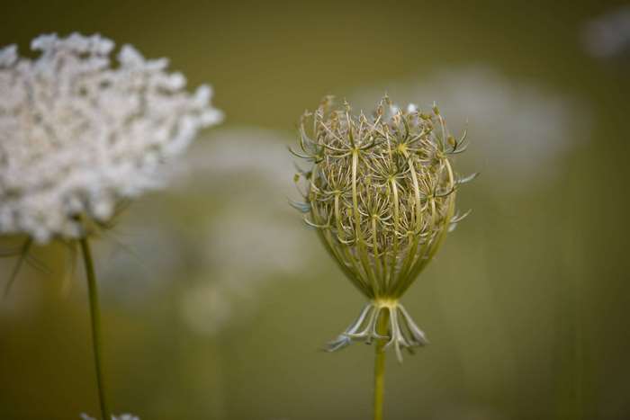 Close-up of a Queen Anne's Lace seed head