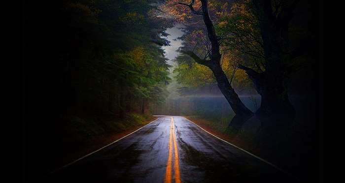 Foggy Night Road Through Quiet Forest
