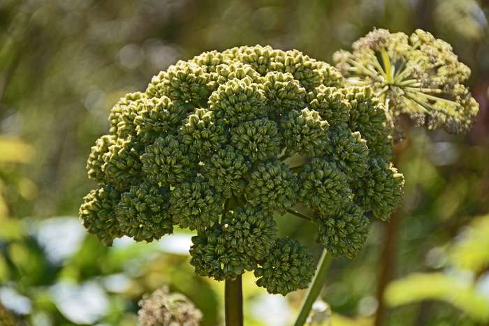 Angelica Archangelica plant bloom 4K