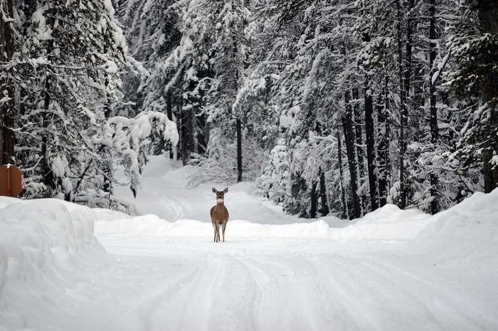 Deer on a snowy road in a winter forest