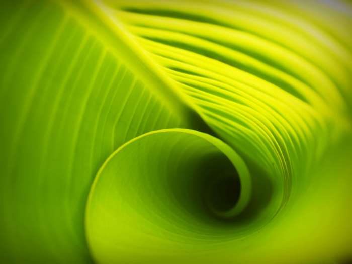 Close-up of Green Banana Leaf Spiral